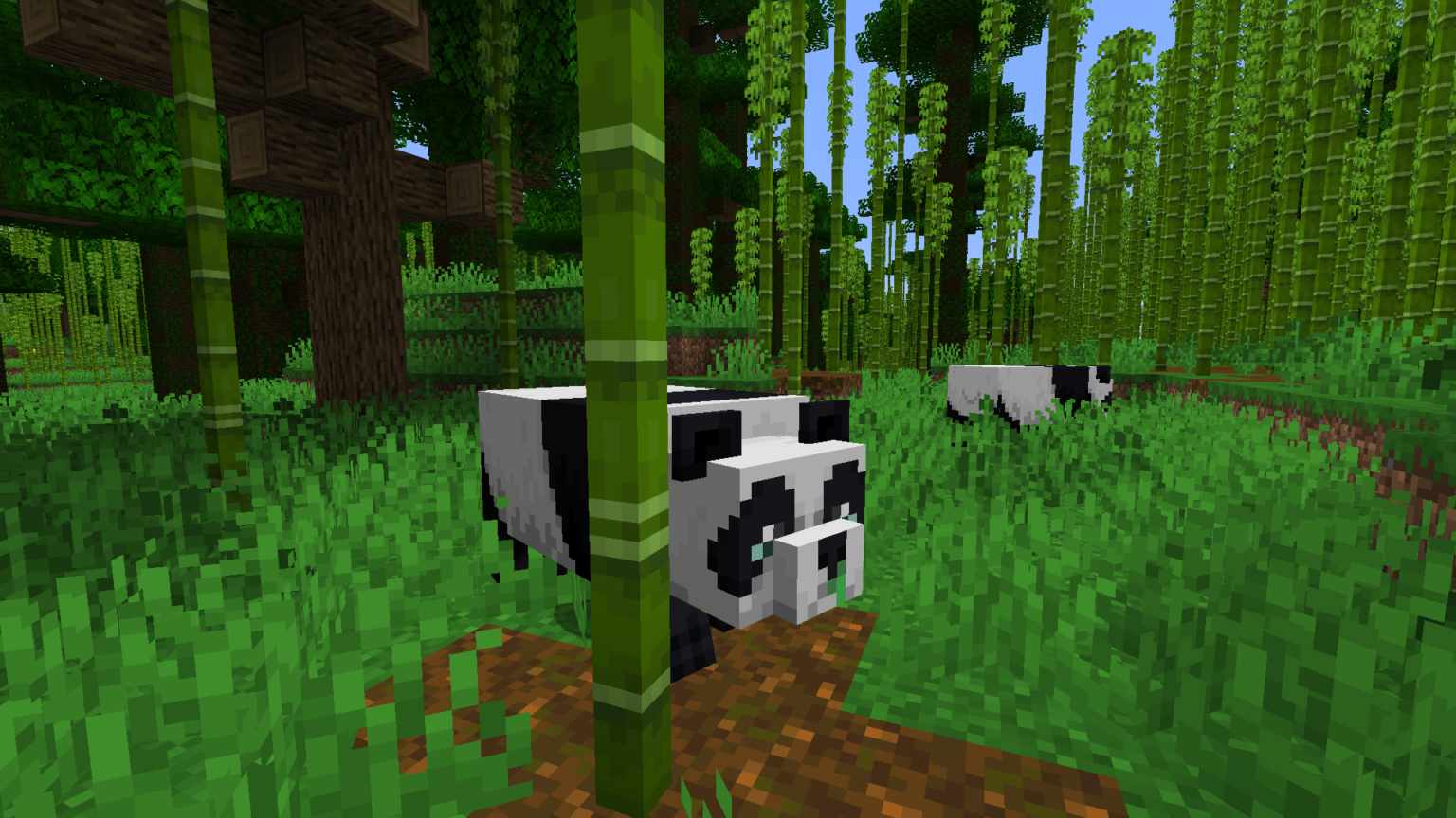 Jak Rozmnożyć Pande W Minecraft TODO LO QUE DEBES SABER SOBRE LOS PANDAS EN MINECRAFT