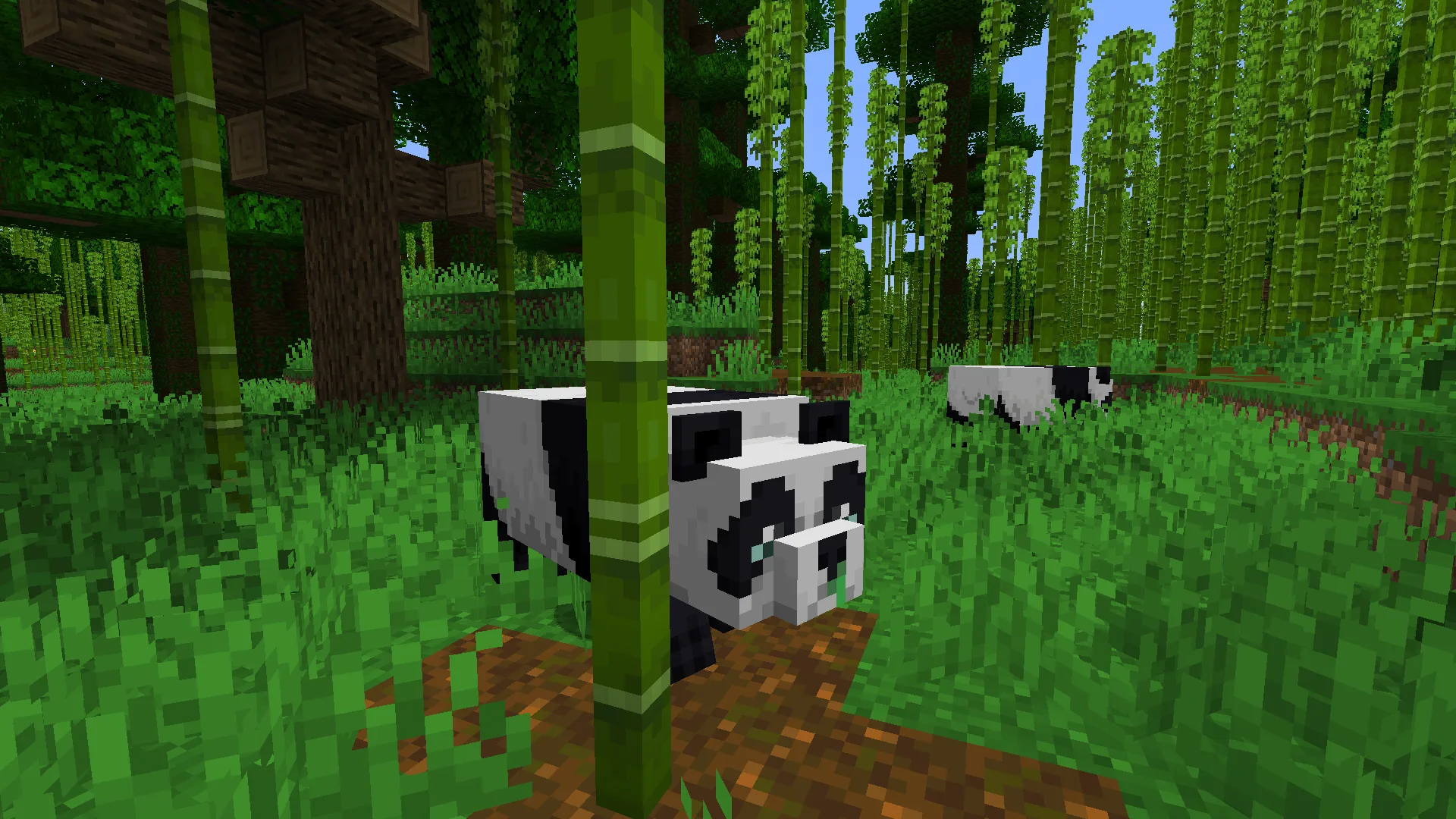 TODO LO QUE DEBES SABER SOBRE LOS PANDAS EN MINECRAFT